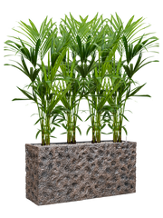 Kentia (Howea) forsteriana in Baq Luxe Lite Universe Moon Office Plant With Pot 146cm Height 25cm Dia