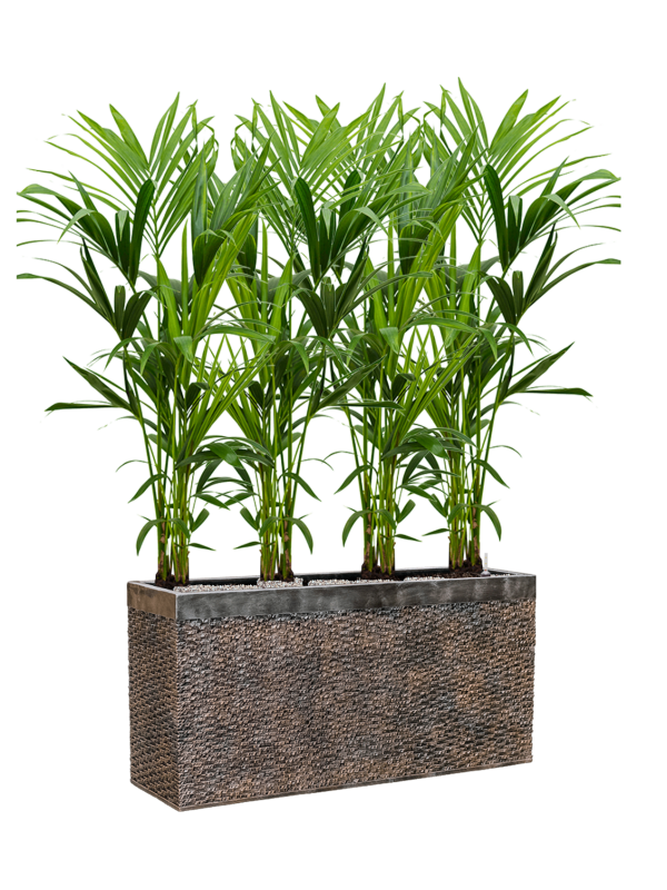 Kentia (Howea) forsteriana in Baq Luxe Lite Universe Layer Office Plant With Pot 146cm Height 25cm Dia