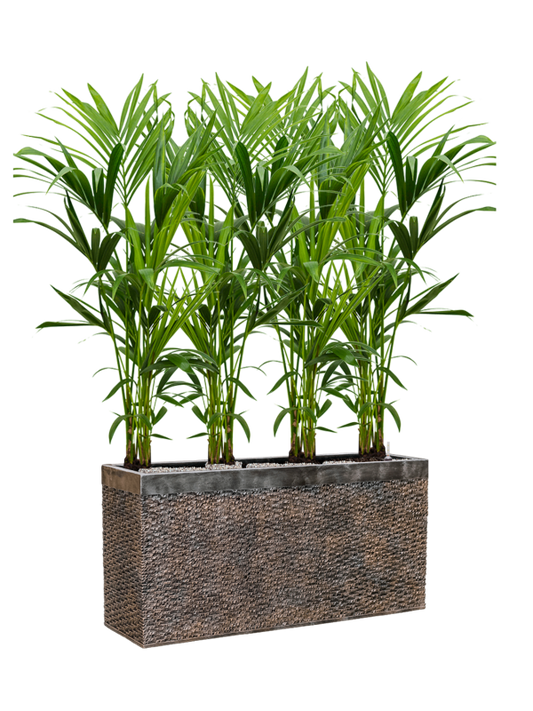 Kentia (Howea) forsteriana in Baq Luxe Lite Universe Layer Office Plant With Pot 146cm Height 25cm Dia