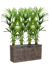 Kentia (Howea) forsteriana in Baq Luxe Lite Universe Layer Office Plant With Pot 146cm Height 25cm Dia