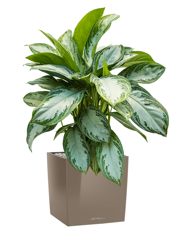 Aglaonema 'Silver Bay' in Lechuza Cube Premium Office Plant With Pot 79cm Height 28cm Dia