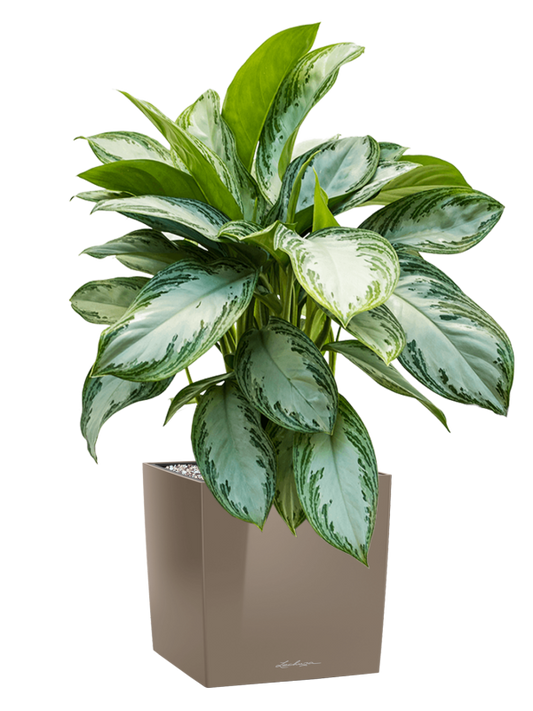 Aglaonema 'Silver Bay' in Lechuza Cube Premium Office Plant With Pot 79cm Height 28cm Dia