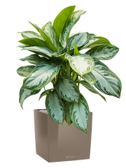 Aglaonema 'Silver Bay' in Lechuza Cube Premium Office Plant With Pot 79cm Height 28cm Dia