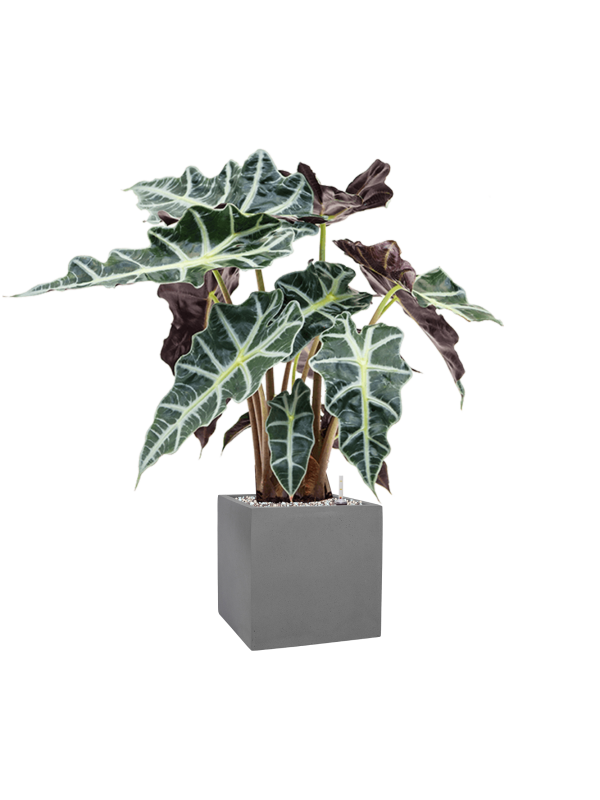 Alocasia 'Polly' in Natural Office Plant With Pot 64cm Height 18.5cm Dia