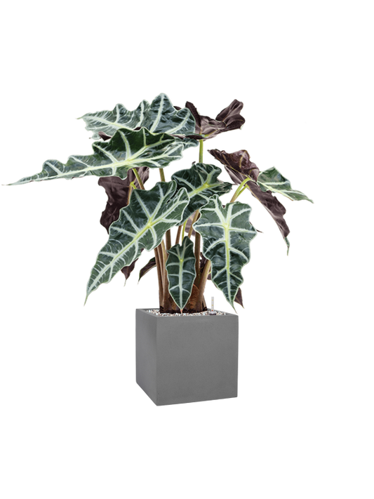 Alocasia 'Polly' in Natural Office Plant With Pot 64cm Height 18.5cm Dia