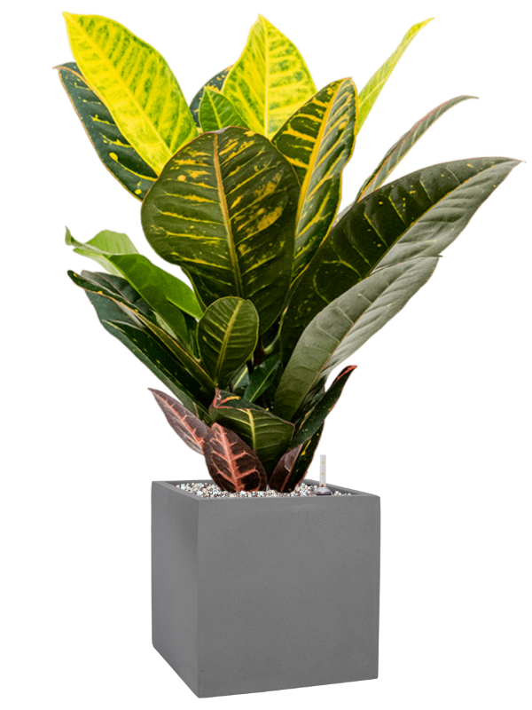 Croton (Codiaeum) variegatum 'Petra' in Natural Office Plant With Pot 62cm Height 18.5cm Dia