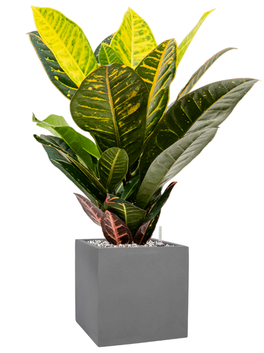 Croton (Codiaeum) variegatum 'Petra' in Natural Office Plant With Pot 62cm Height 18.5cm Dia