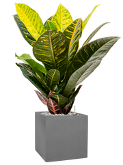 Croton (Codiaeum) variegatum 'Petra' in Natural Office Plant With Pot 62cm Height 18.5cm Dia