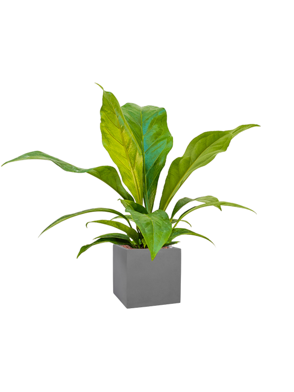 Anthurium ellipticum 'Jungle bush' in Natural Office Plant With Pot 70cm Height 18.5cm Dia