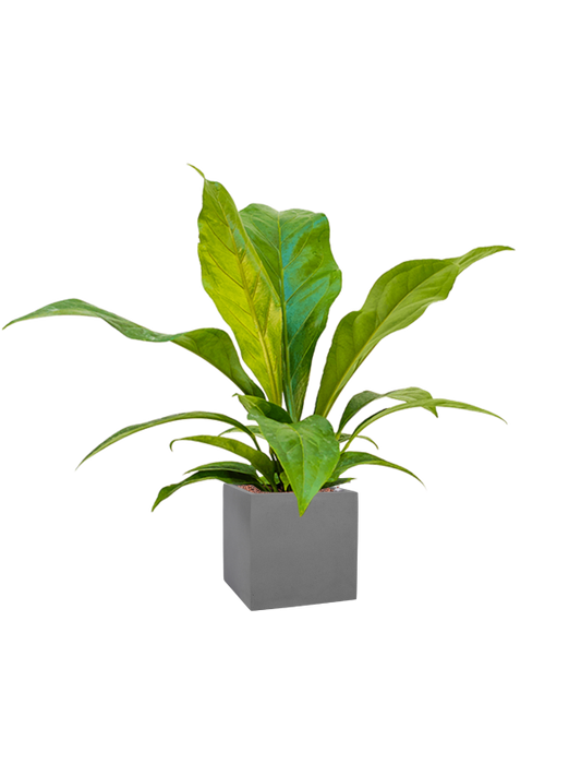 Anthurium ellipticum 'Jungle bush' in Natural Office Plant With Pot 70cm Height 18.5cm Dia