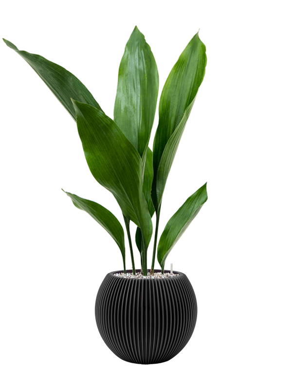 Aspidistra elatior in Capi Nature Groove Office Plant With Pot 67cm Height 15.5cm Dia