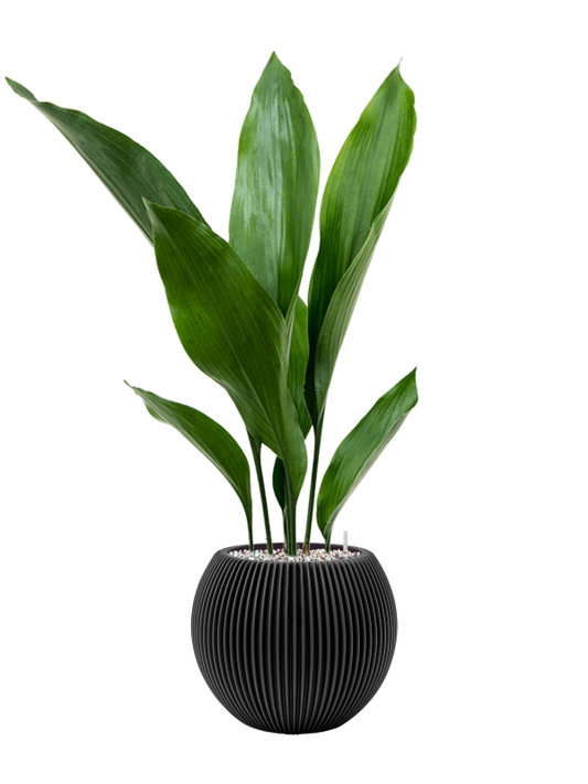 Aspidistra elatior in Capi Nature Groove Office Plant With Pot 67cm Height 15.5cm Dia