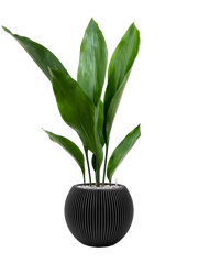 Aspidistra elatior in Capi Nature Groove Office Plant With Pot 67cm Height 15.5cm Dia