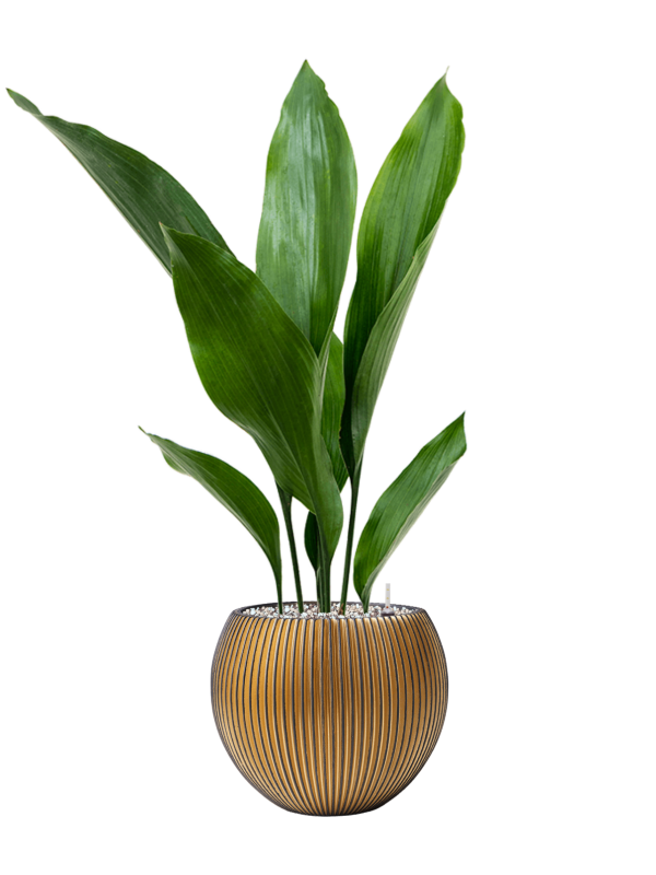 Aspidistra elatior in Capi Nature Groove Office Plant With Pot 68cm Height 15.5cm Dia