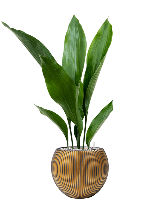 Aspidistra elatior in Capi Nature Groove Office Plant With Pot 68cm Height 15.5cm Dia