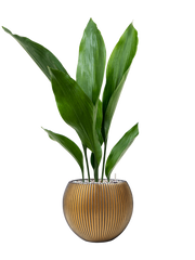 Aspidistra elatior in Capi Nature Groove Office Plant With Pot 68cm Height 15.5cm Dia