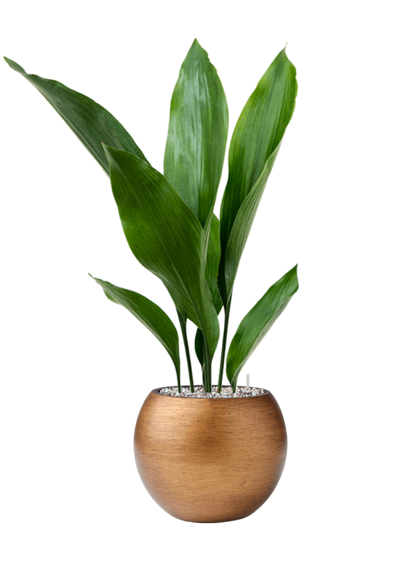 Aspidistra elatior in Capi Lux Retro Office Plant With Pot 68cm Height 15.5cm Dia