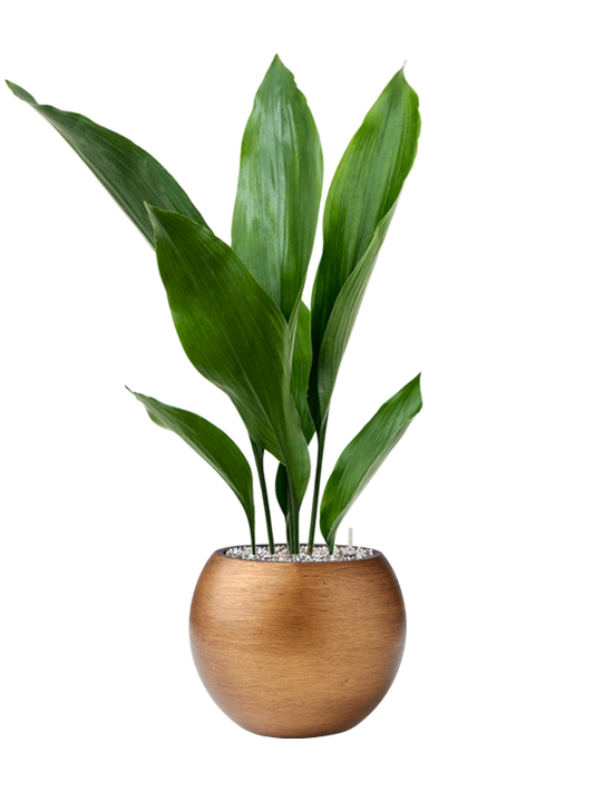 Aspidistra elatior in Capi Lux Retro Office Plant With Pot 68cm Height 15.5cm Dia