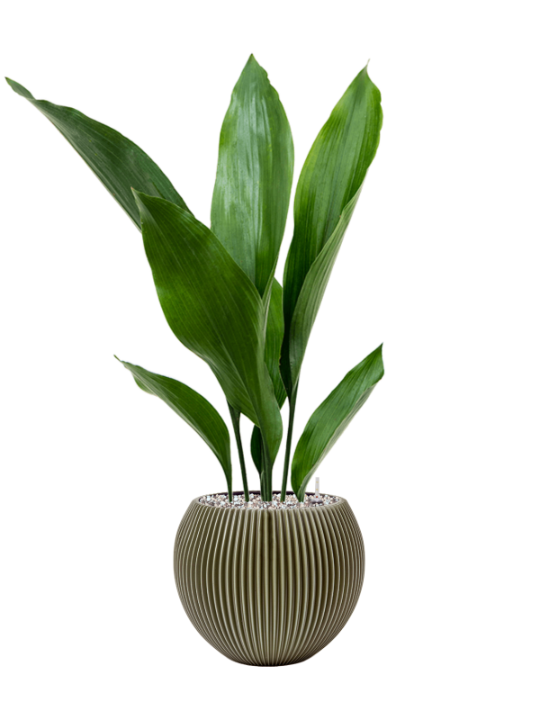 Aspidistra elatior in Capi Nature Groove Special Office Plant With Pot 68cm Height 15.5cm Dia