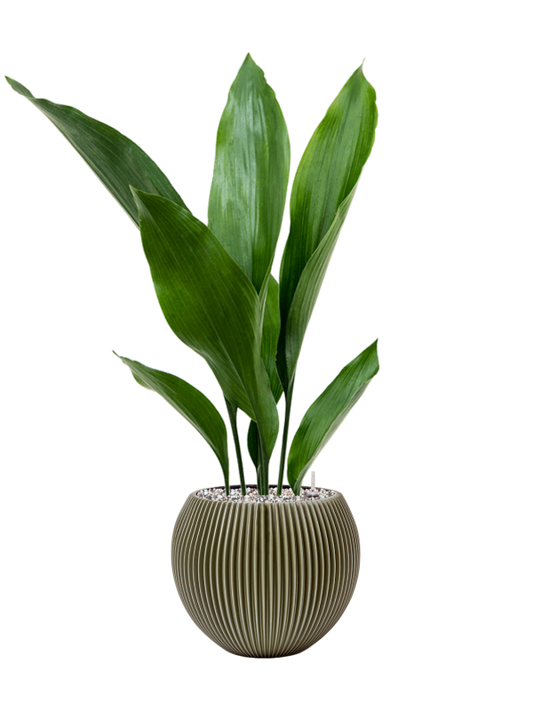 Aspidistra elatior in Capi Nature Groove Special Office Plant With Pot 68cm Height 15.5cm Dia