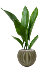 Aspidistra elatior in Capi Nature Groove Special Office Plant With Pot 68cm Height 15.5cm Dia