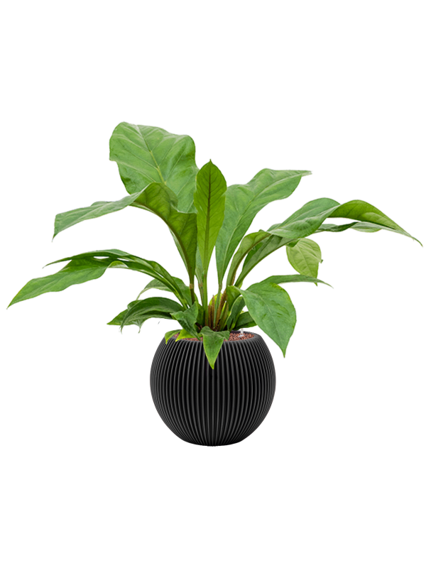 Anthurium ellipticum 'Jungle bush' in Capi Nature Groove Office Plant With Pot 72cm Height 21.5cm Dia