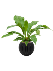 Anthurium ellipticum 'Jungle bush' in Capi Nature Groove Office Plant With Pot 72cm Height 21.5cm Dia