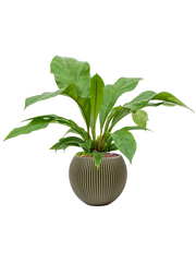 Anthurium 'Jungle bush' in Capi Nature Groove Special Office Plant With Pot 72cm Height 21.5cm Dia