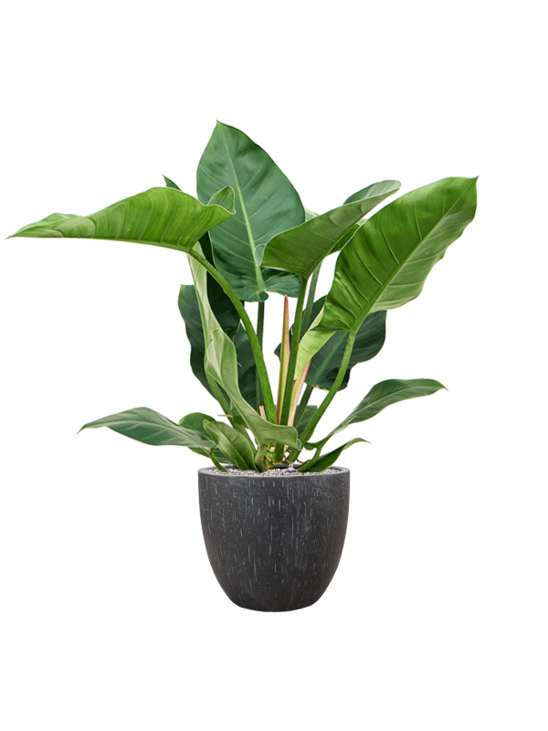 Philodendron 'Imperial Green' in Baq Raindrop Office Plant With Pot 110cm Height 35cm Dia