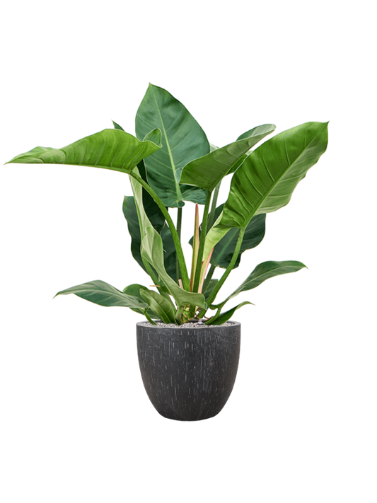 Philodendron 'Imperial Green' in Baq Raindrop Office Plant With Pot 110cm Height 35cm Dia