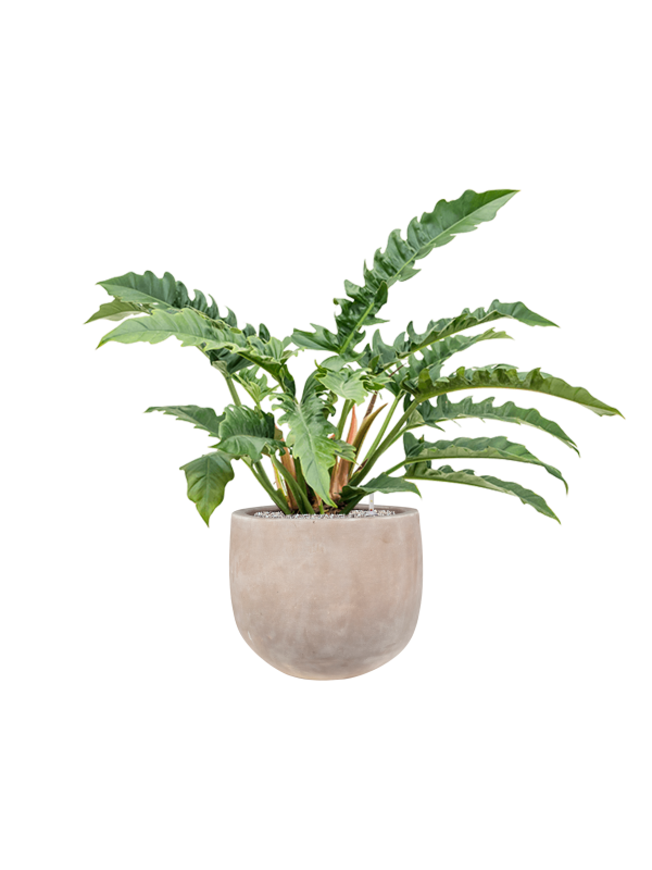 Philodendron 'Narrow' in Terra Cotta Omar Office Plant With Pot 97cm Height 30cm Dia