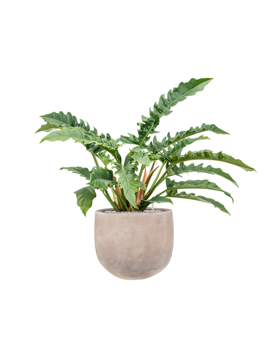 Philodendron 'Narrow' in Terra Cotta Omar Office Plant With Pot 97cm Height 30cm Dia