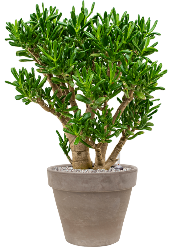 Crassula ovata 'Gollum' in Terra Cotta Office Plant With Pot 100cm Height 37cm Dia