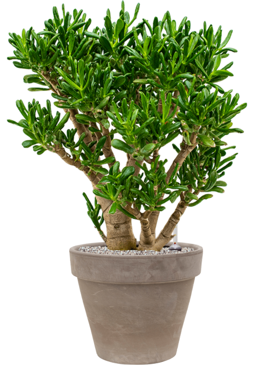 Crassula ovata 'Gollum' in Terra Cotta Office Plant With Pot 100cm Height 37cm Dia