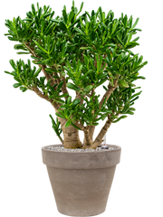 Crassula ovata 'Gollum' in Terra Cotta Office Plant With Pot 100cm Height 37cm Dia