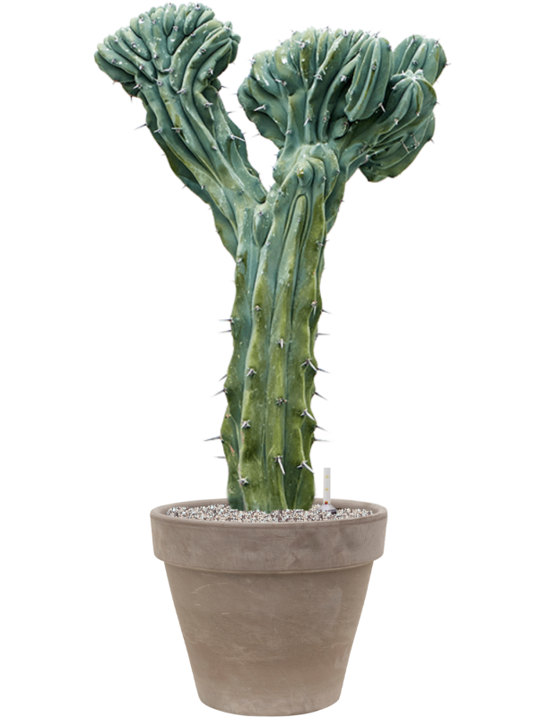 Myrtillocactus geometrizans 'Cristata' in Terra Cotta Office Plant With Pot 111cm Height 37cm Dia