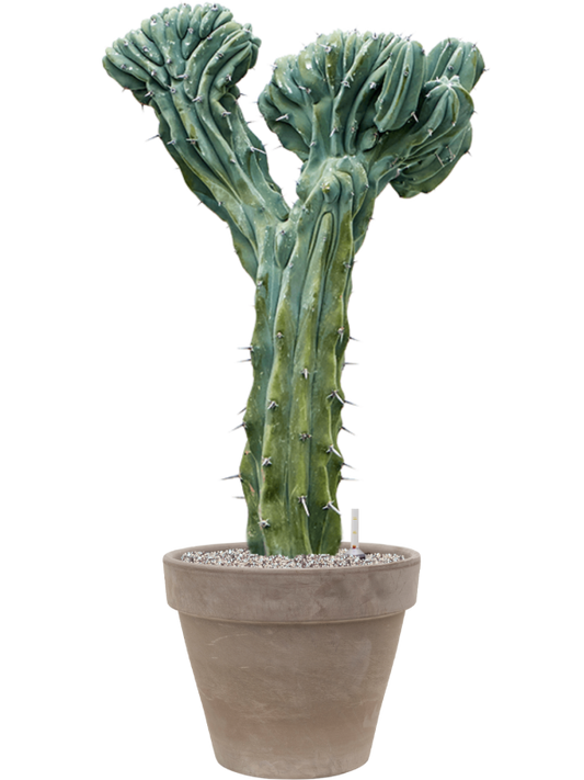 Myrtillocactus geometrizans 'Cristata' in Terra Cotta Office Plant With Pot 111cm Height 37cm Dia