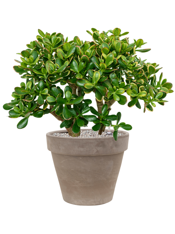 Crassula ovata 'Sunset' in Terra Cotta Office Plant With Pot 78cm Height 37cm Dia