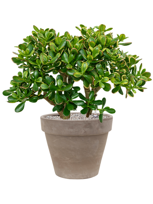 Crassula ovata 'Sunset' in Terra Cotta Office Plant With Pot 78cm Height 37cm Dia