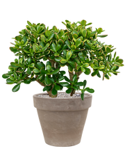 Crassula ovata 'Sunset' in Terra Cotta Office Plant With Pot 78cm Height 37cm Dia