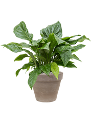 Anthurium ellipticum 'Jungle Bush' in Terra Cotta Office Plant With Pot 88cm Height 37cm Dia