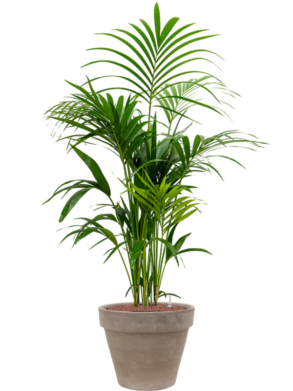 Kentia (Howea) forsteriana in Terra Cotta Office Plant With Pot 149cm Height 37cm Dia