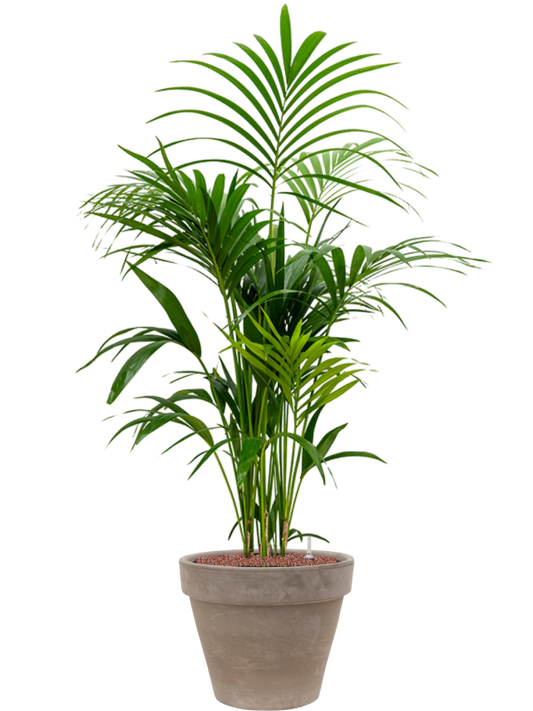 Kentia (Howea) forsteriana in Terra Cotta Office Plant With Pot 149cm Height 37cm Dia