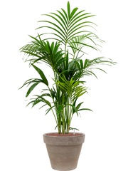 Kentia (Howea) forsteriana in Terra Cotta Office Plant With Pot 149cm Height 37cm Dia