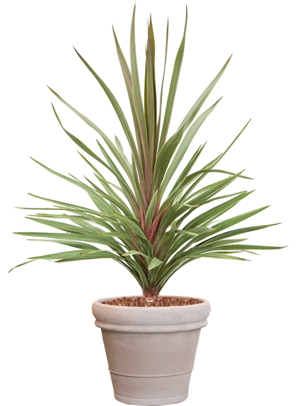 Cordyline australis 'Red Heart' in Terra Cotta Office Plant With Pot 146cm Height 41cm Dia