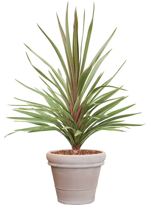 Cordyline australis 'Red Heart' in Terra Cotta Office Plant With Pot 146cm Height 41cm Dia