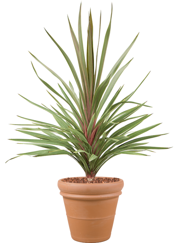 Cordyline australis 'Red Heart' in Terra Cotta Office Plant With Pot 146cm Height 41cm Dia