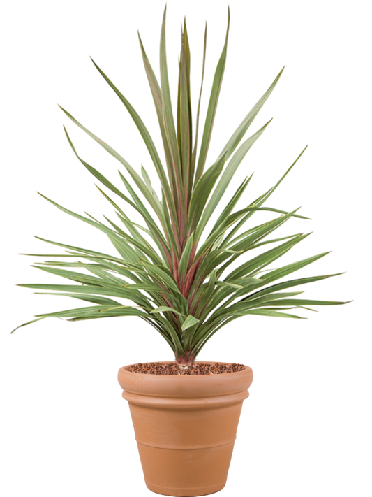 Cordyline australis 'Red Heart' in Terra Cotta Office Plant With Pot 146cm Height 41cm Dia