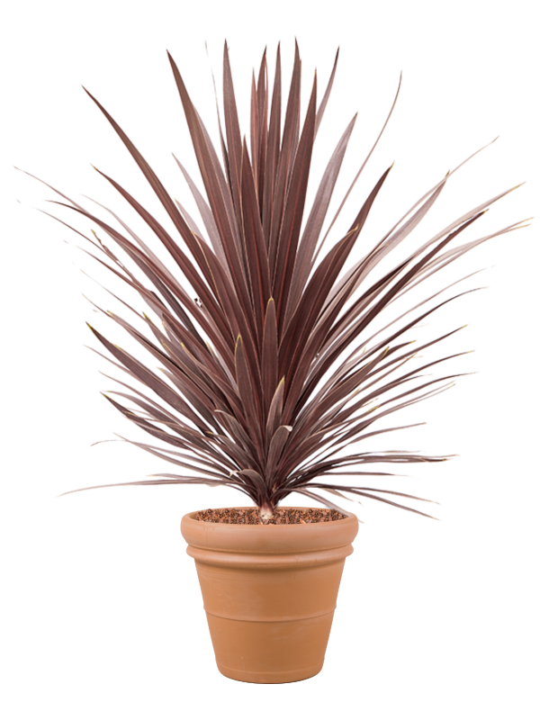 Cordyline australis 'Red Star' in Terra Cotta Office Plant With Pot 146cm Height 41cm Dia