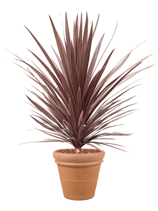 Cordyline australis 'Red Star' in Terra Cotta Office Plant With Pot 146cm Height 41cm Dia